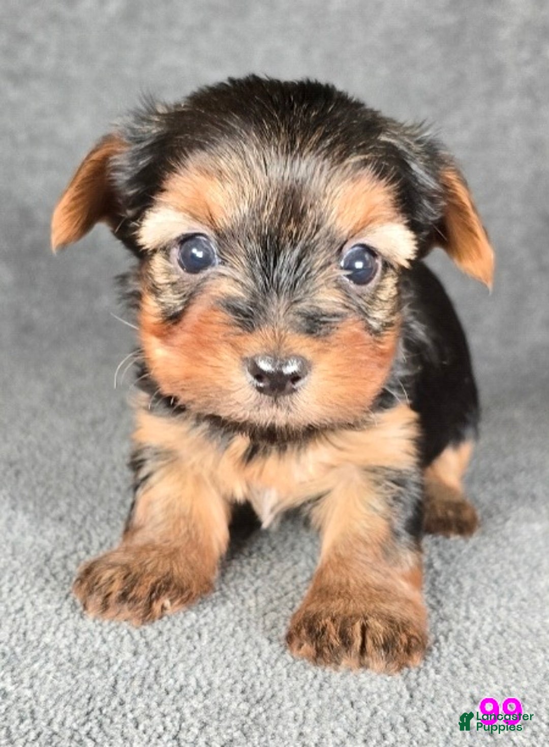 Yorkshire Terrier dogs for sale: 99 - Ad 8