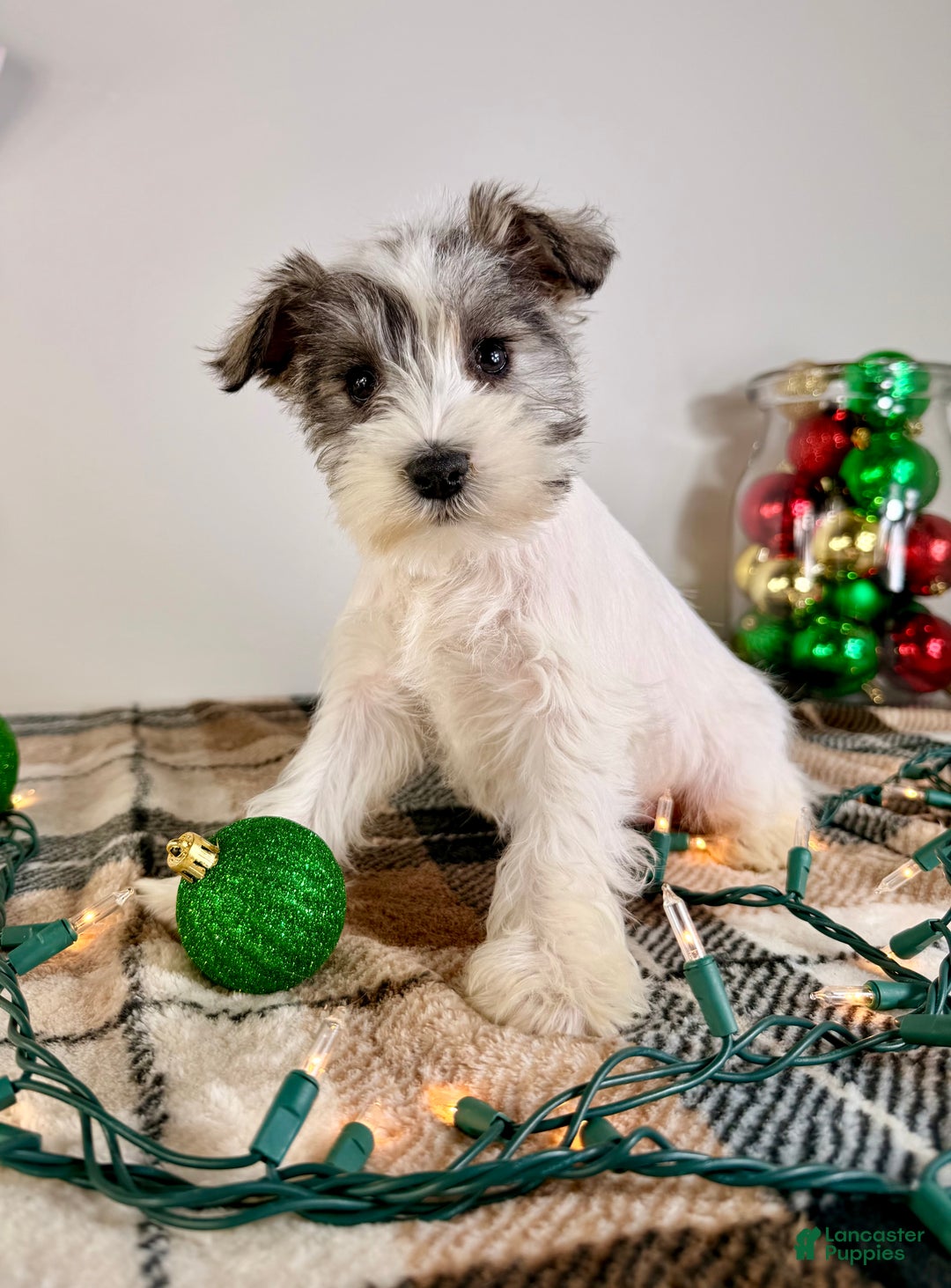 Miniature Schnauzer dogs for sale: AKC Winnie - Ad 6