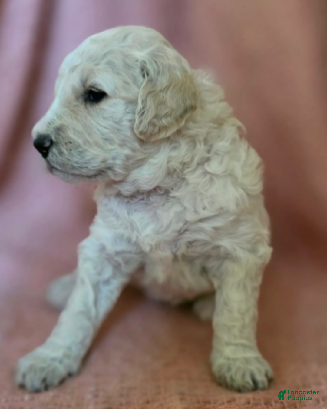 Goldendoodle dogs for sale: Elinore - Ad 3