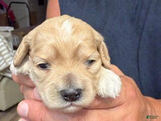 Cockapoo dogs - Ad 7