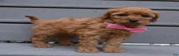 Mini Goldendoodle dogs for sale: Mini Gabby - Ad 8