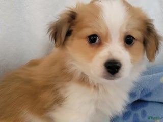 Havanese dogs - Ad 37