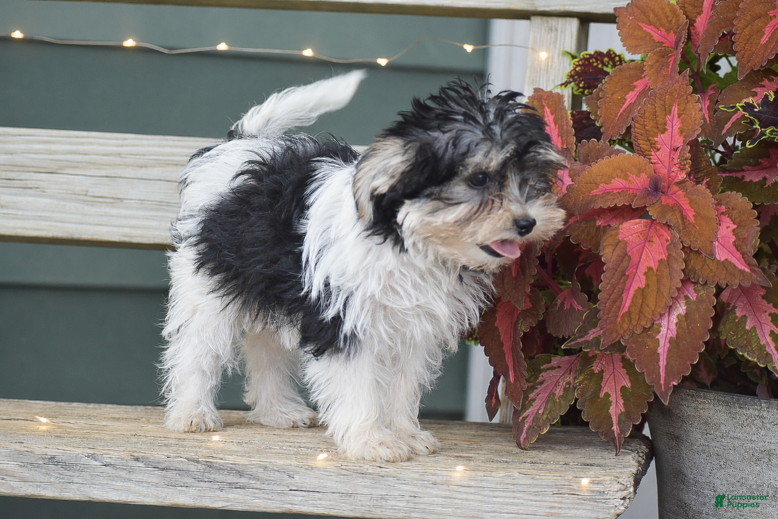 Morkie dogs Sarah - Ad 2