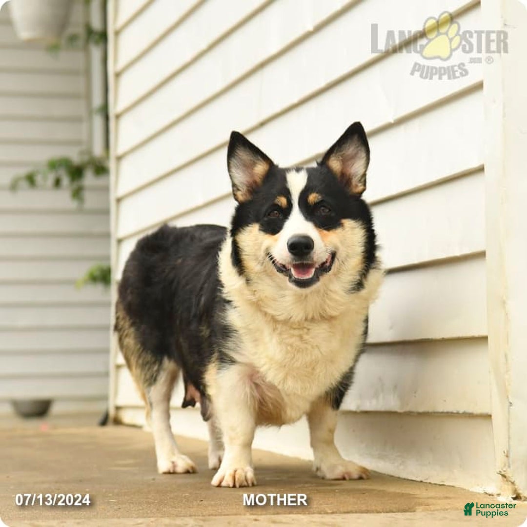 Gallery Image {{count}}