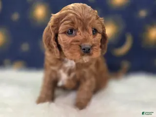 Cavapoo dogs Denali - Ad 34
