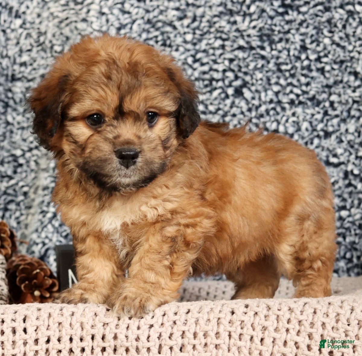 Mixed Breed dogs Jasper - Ad 29