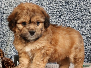 Mixed Breed dogs Jasper - Ad 40