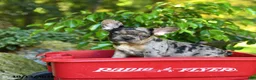 French Bulldog dogs for sale: Charlie - Ad 4