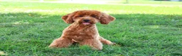 Cavapoo dogs for sale: Amore - Ad 6