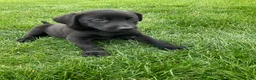 Labrador Retriever dogs for sale: George - Ad 1
