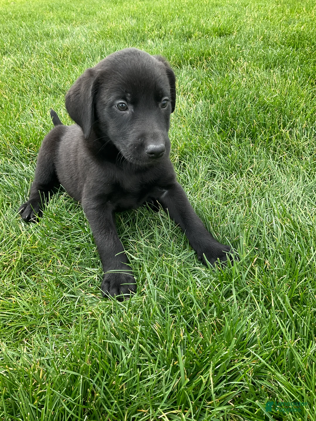 Labrador Retriever dogs for sale: George - Ad 1