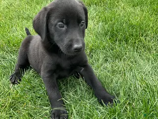 Labrador Retriever dogs for sale: George - Ad 3