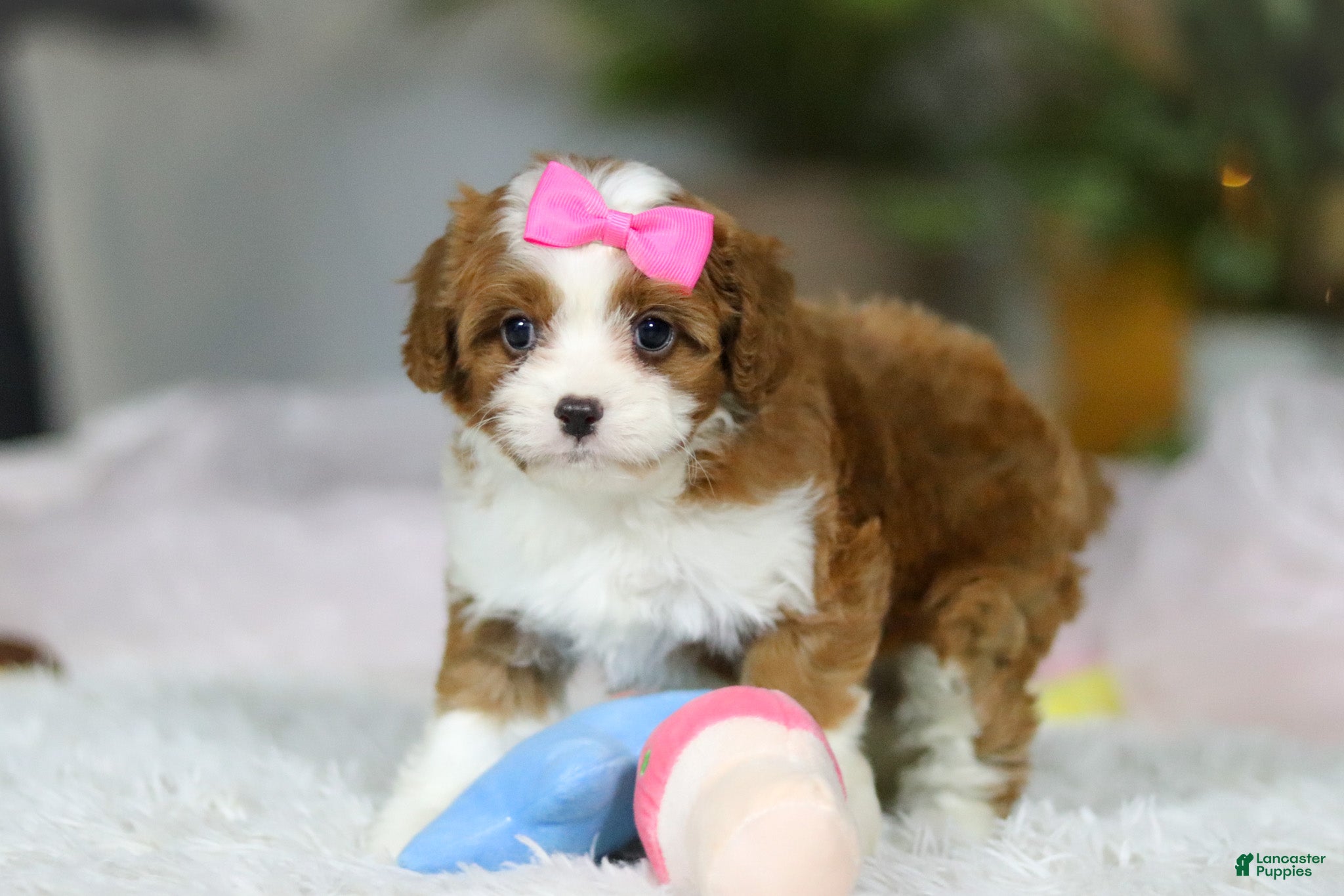 Cavapoo dogs Sophie - Ad 2
