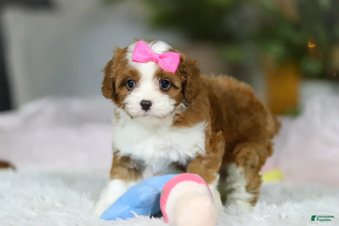 Cavapoo dogs for sale: Sophie - Ad 2