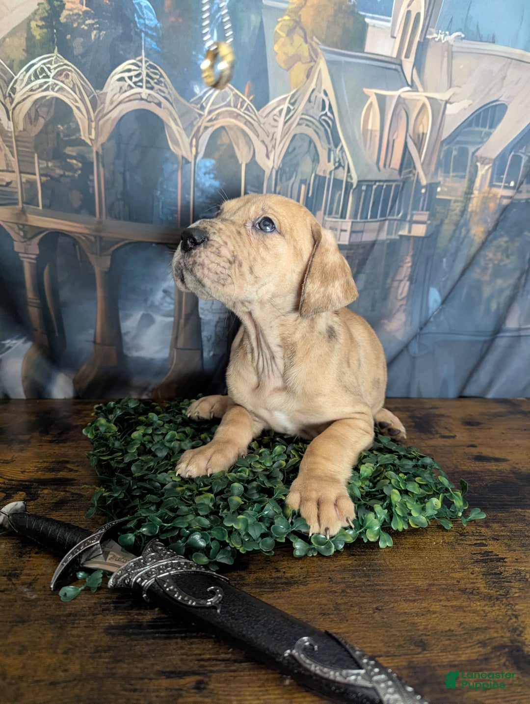 Great Dane dogs for sale: Èowyn Blue Brindle Merle Female Great Dane Puppy  - Ad 7