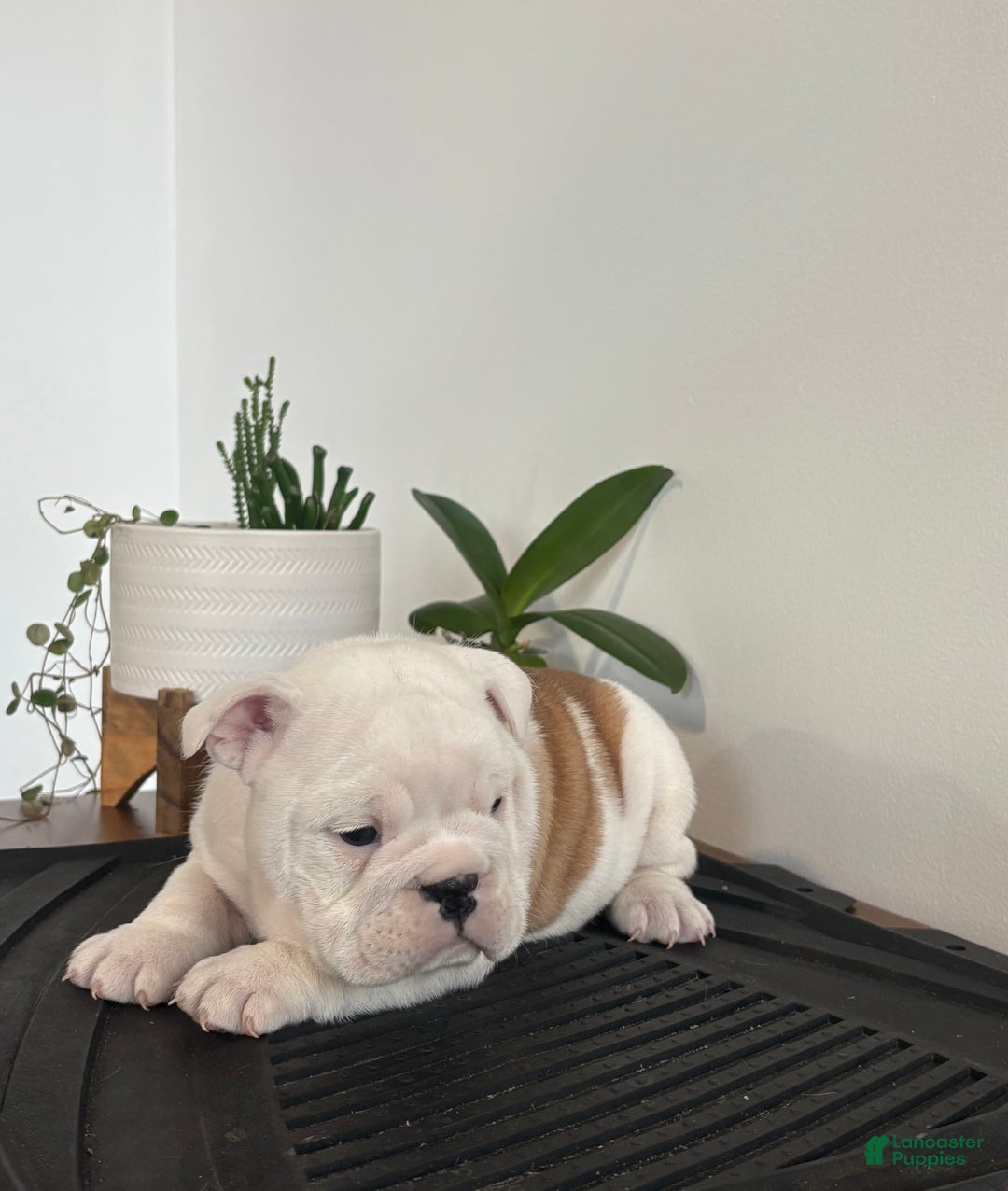 English Bulldog dogs for sale: Polly - Ad 2