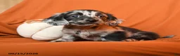 Dachshund dogs for sale: Archie - Ad 3