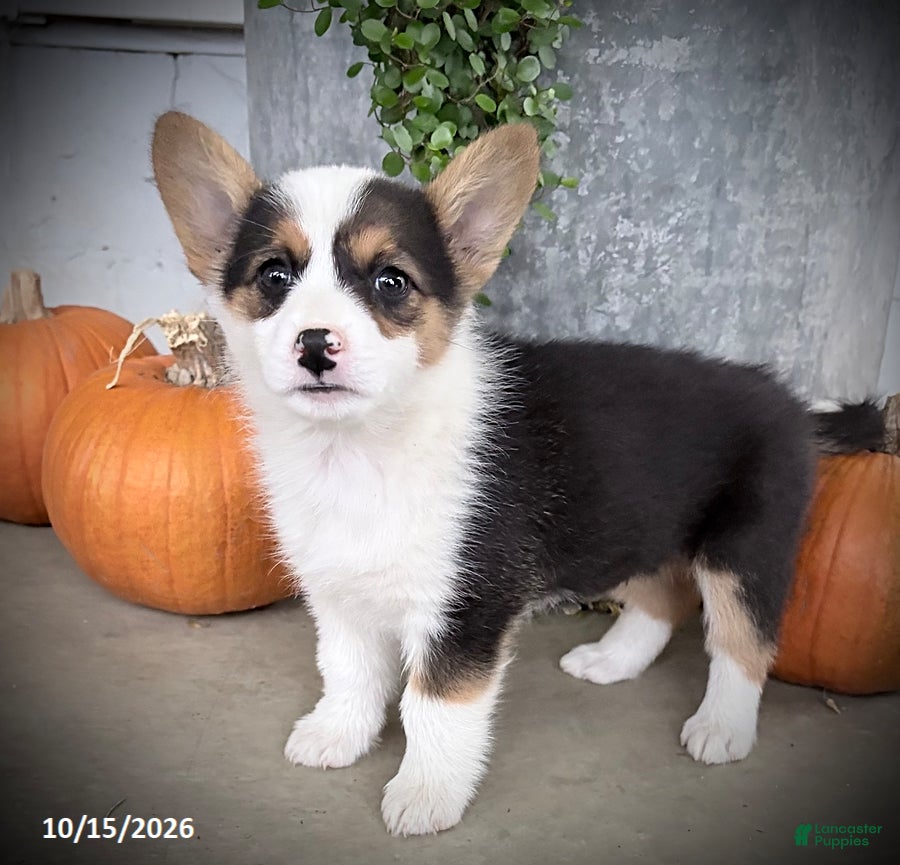 Welsh Corgi Pembroke dogs Emily - Ad 2