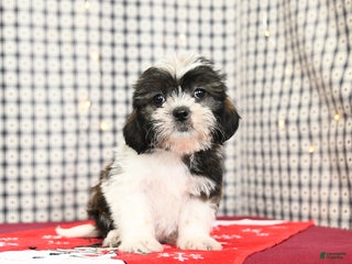 Mixed Breed dogs Kola - Ad 3