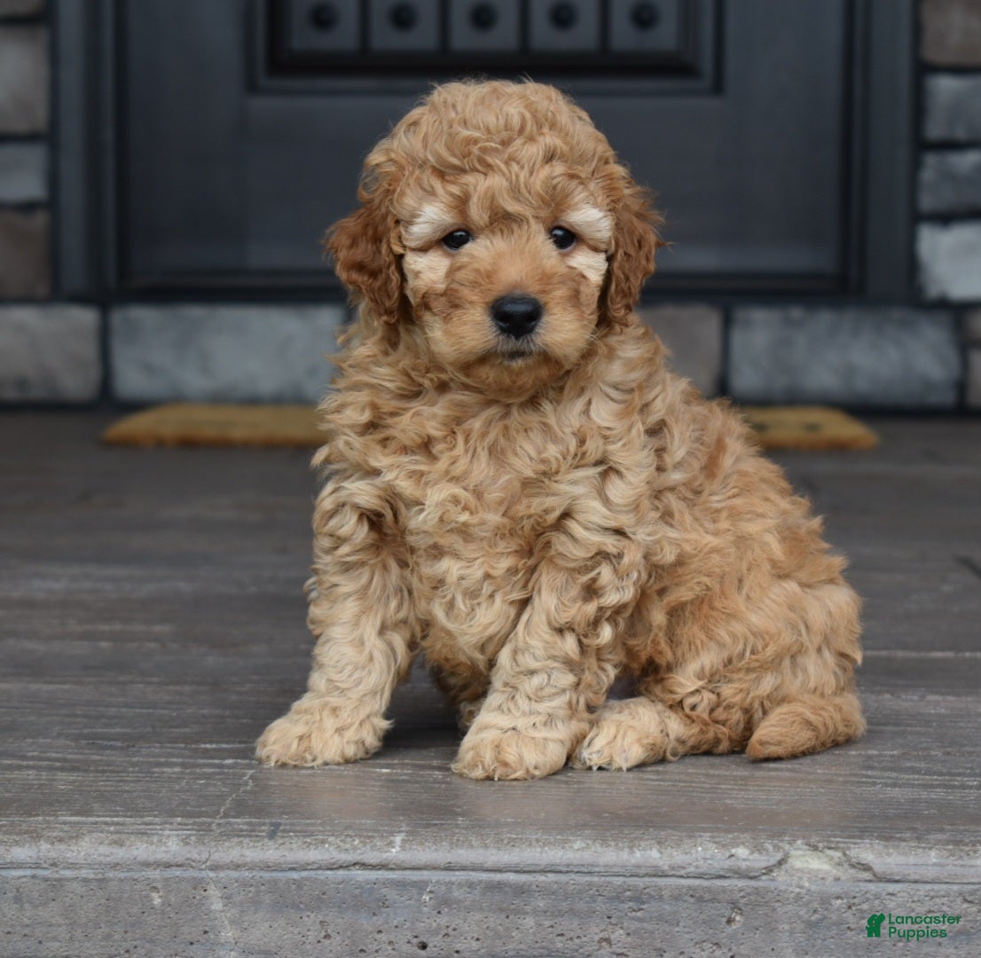 Mini Goldendoodle dogs Hunter - Ad 1
