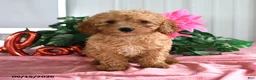 Miniature Poodle dogs for sale: Apricot - Ad 2