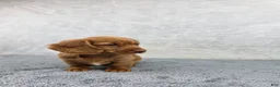Miniature Dachshund dogs for sale: Sadie - Ad 5