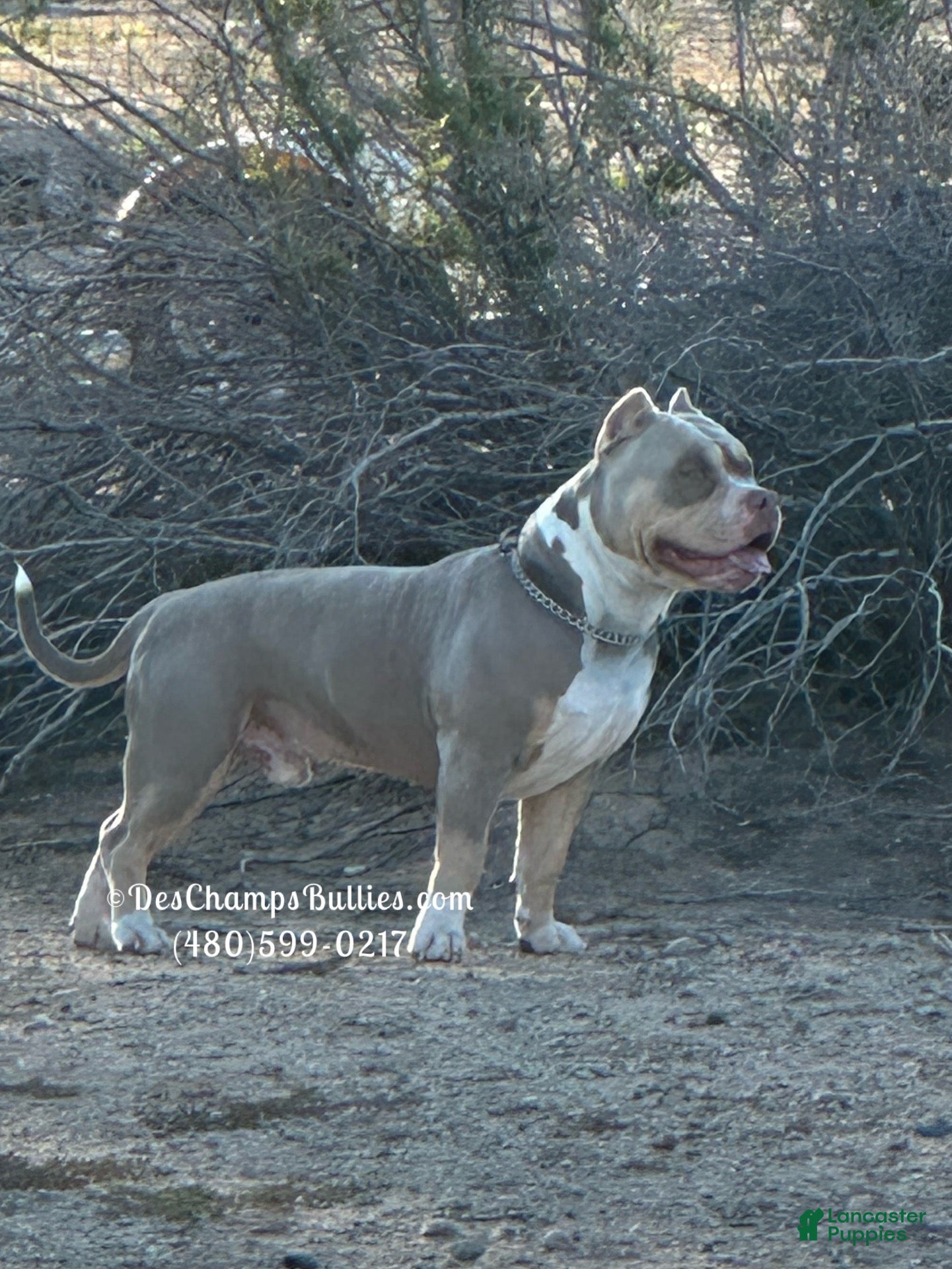 American Bully dogs for stud: Deschamps Bullies Gordo - Ad 1
