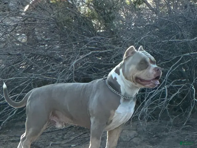American Bully dogs for stud: Deschamps Bullies Gordo - Ad 1