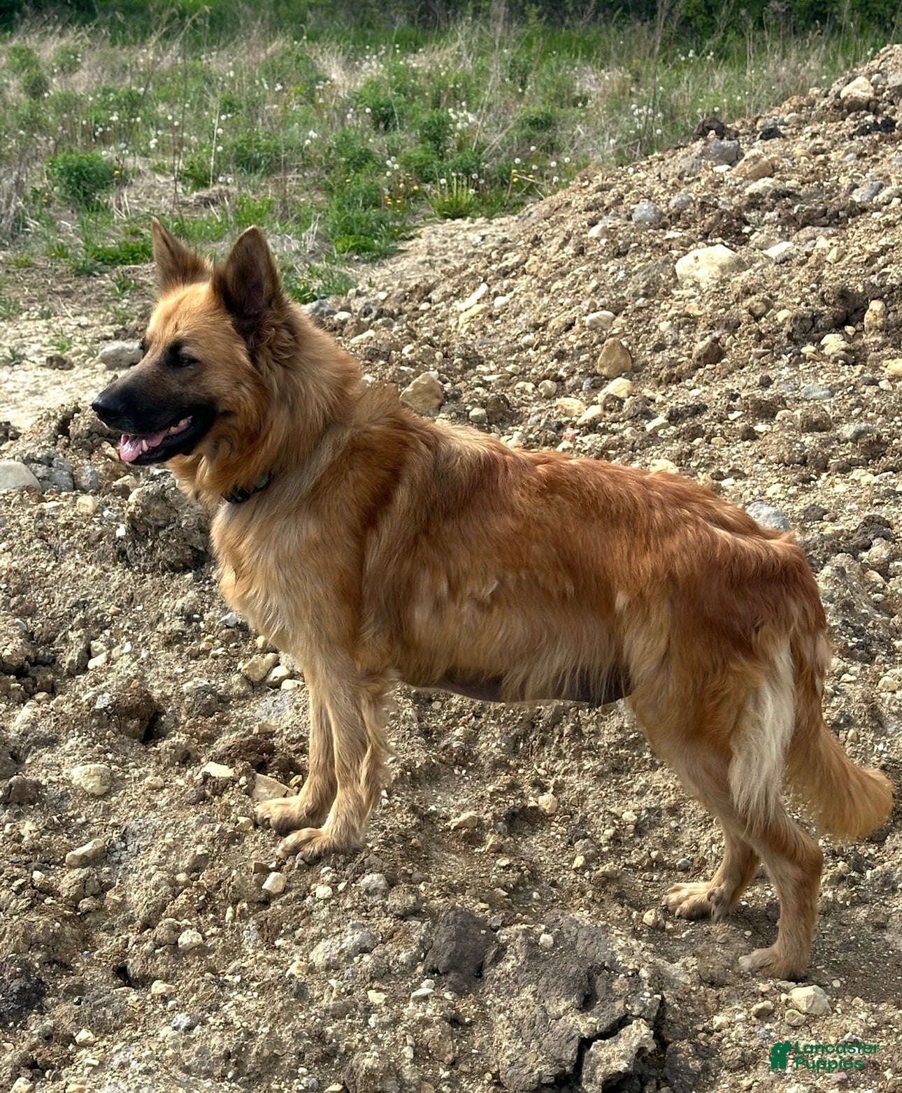 Mixed Breed dogs Mixed Breed 1 - Ad 1