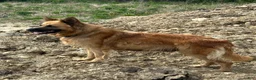 Mixed Breed dogs for sale: Mixed Breed 1 - Ad 1
