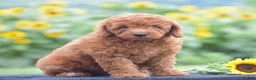 Miniature Poodle dogs for sale: Ruby - Ad 3