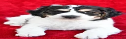 Mixed Breed dogs for sale: Colleen - Ad 5