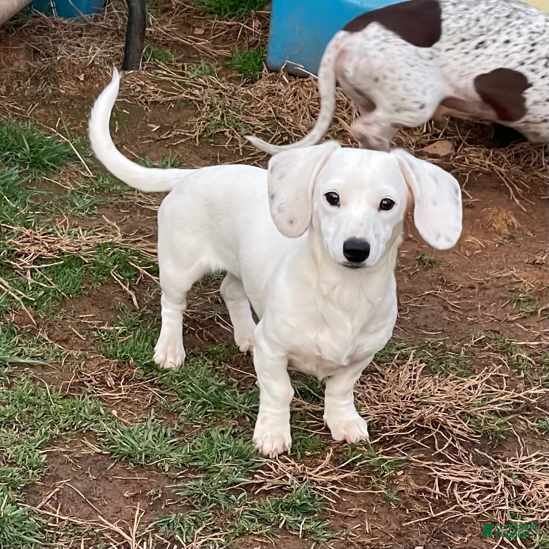 Dachshund dogs for sale: Ivory - Ad 5