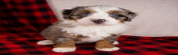 Mini Bernedoodle dogs for sale: Holly Girl *Potty Training* - Ad 10