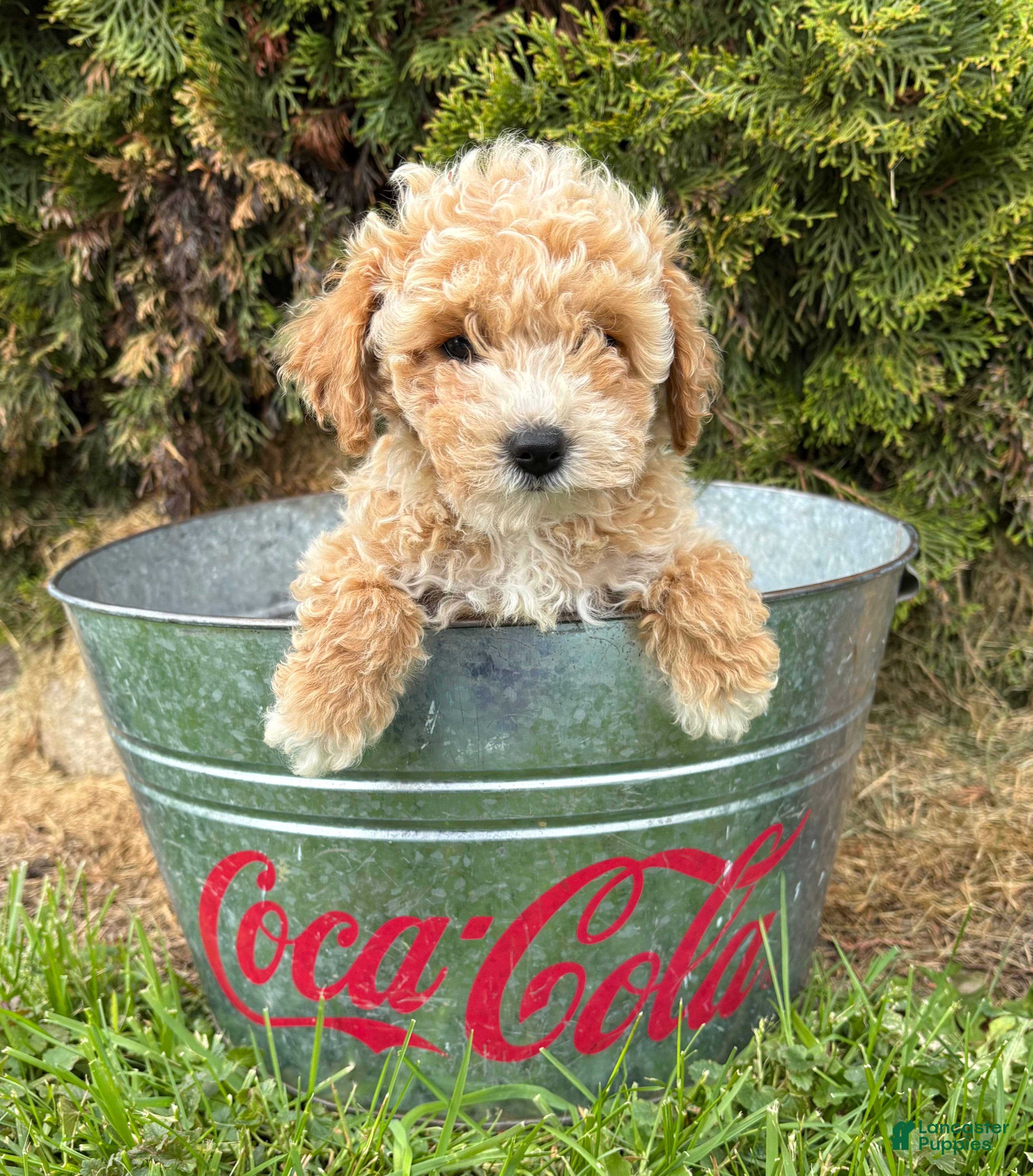 Bichpoo dogs Jetta - Ad 1