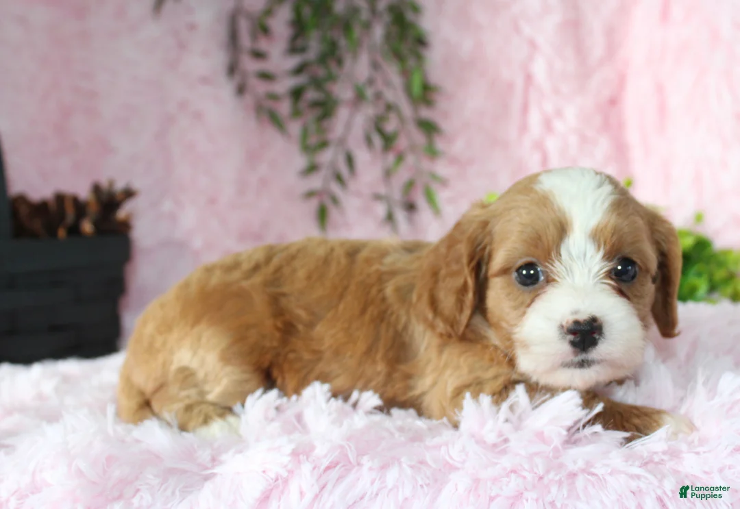 Cavapoo dogs for sale: Cavapoo 4 - Ad 2