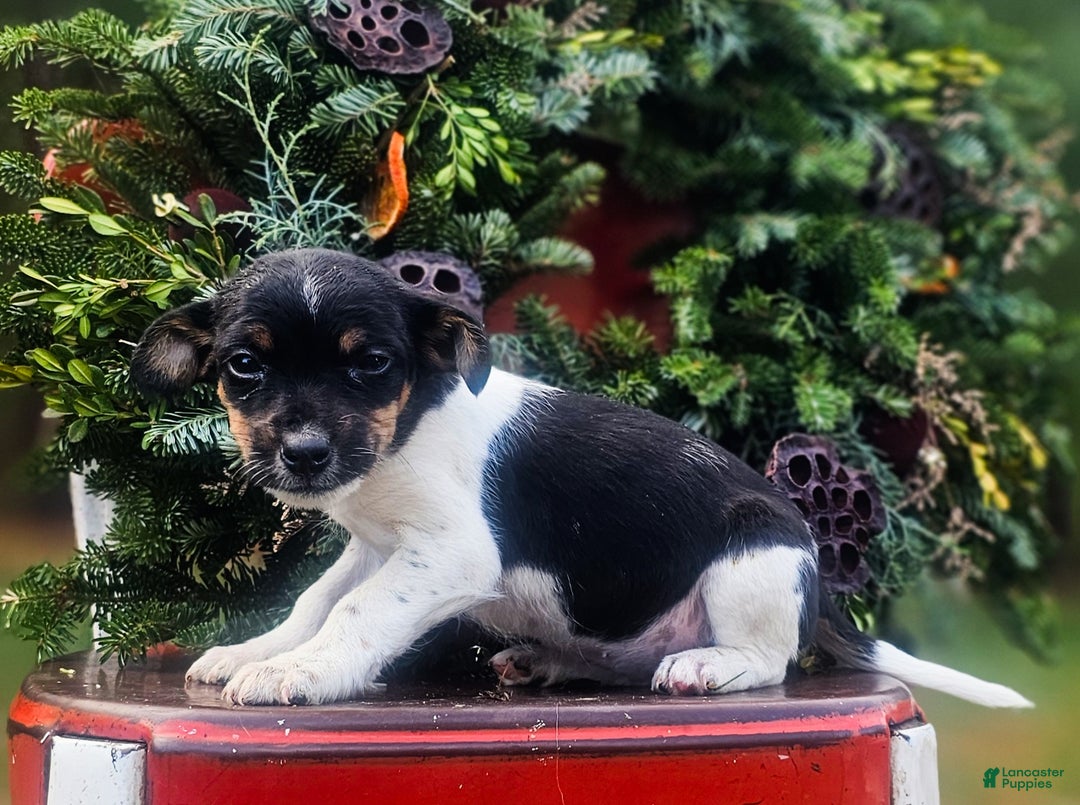 Jackapoo dogs for sale: Juniper - Ad 4