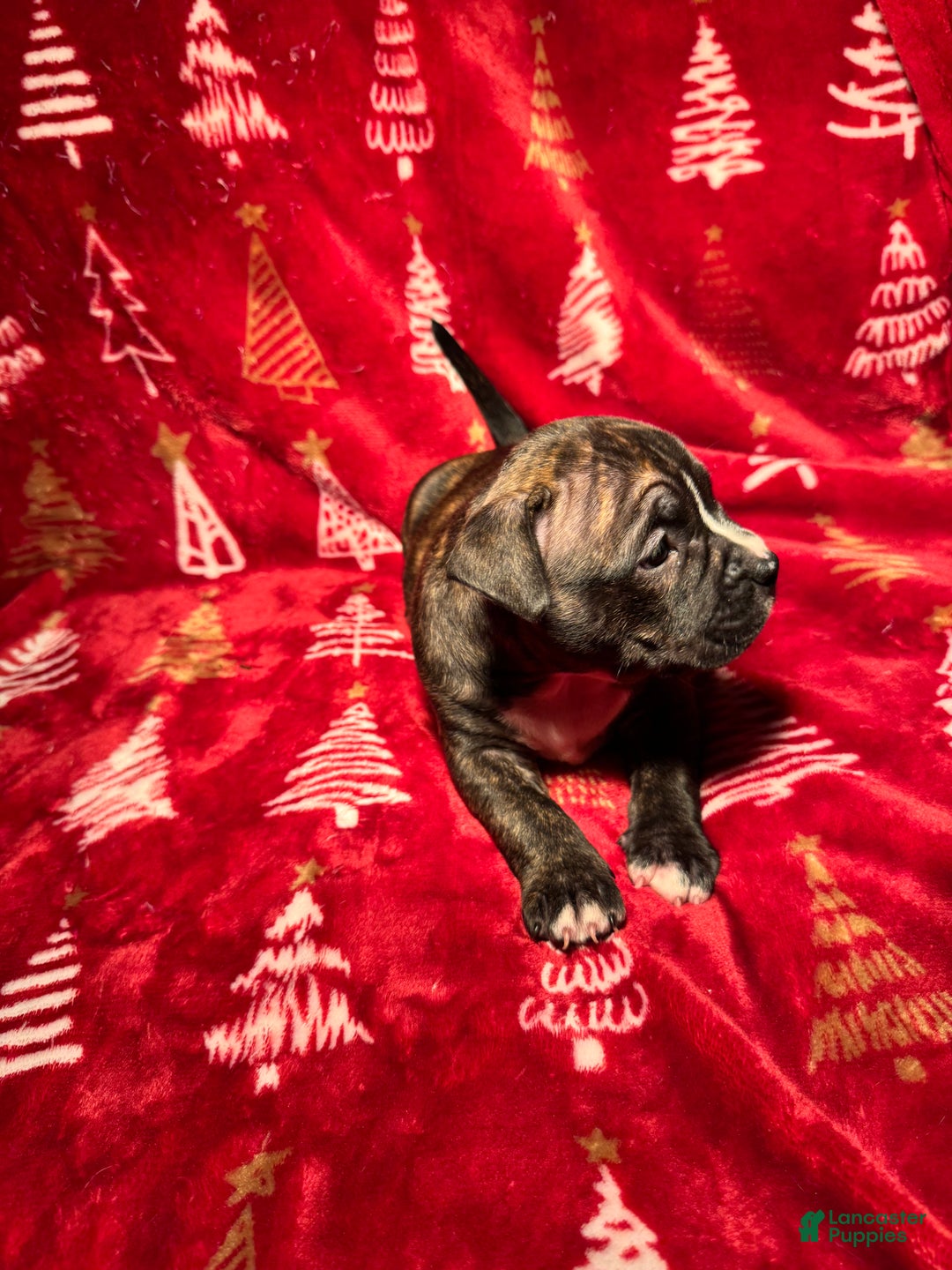 American Bully dogs for sale: American Bully Puppy 9 - Ad 6