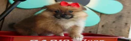 Pomeranian dogs for sale: Fabio  - Ad 17