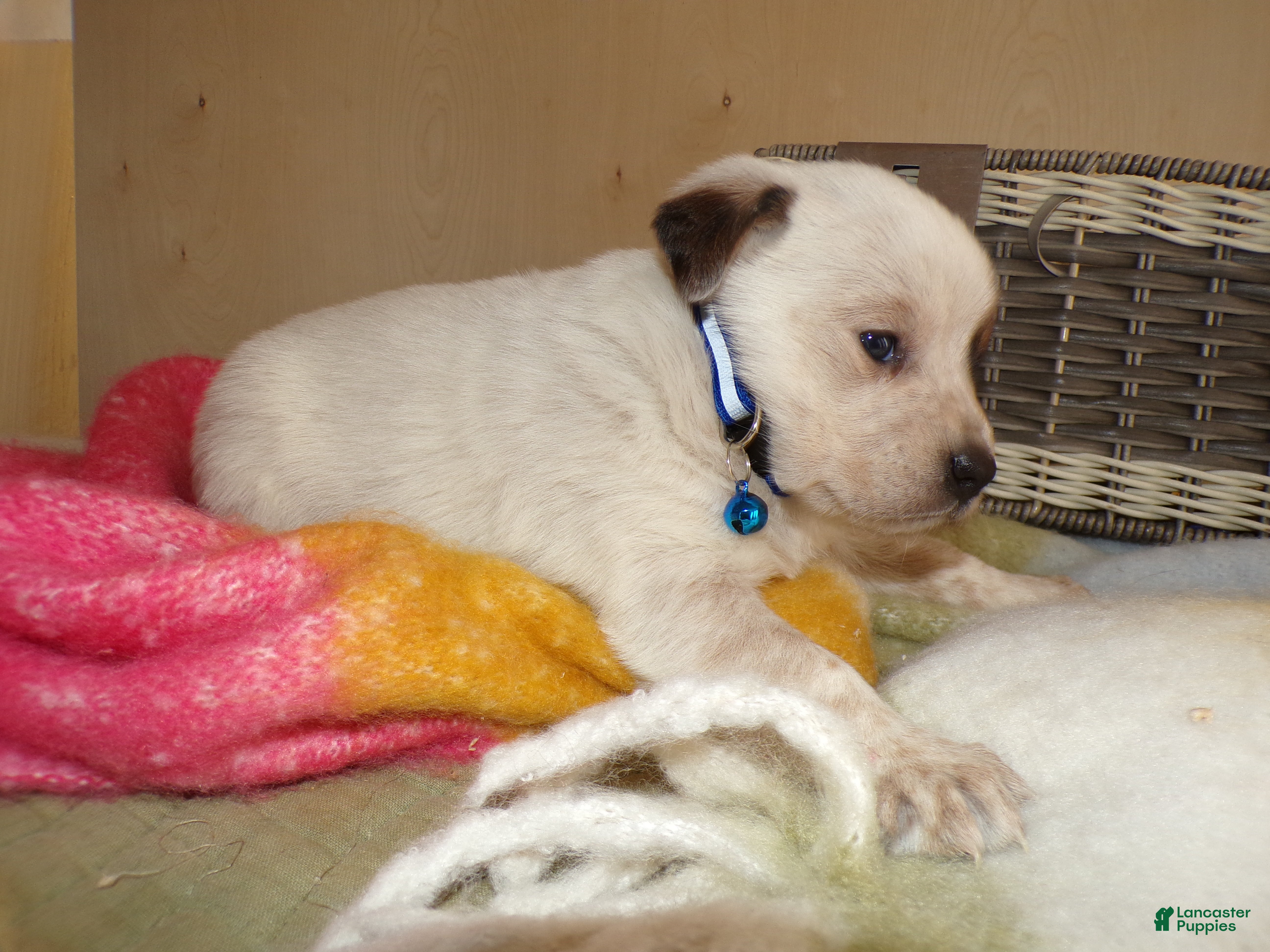 Border Collie dogs Border Collie Puppy 1 Ronda - Ad 28