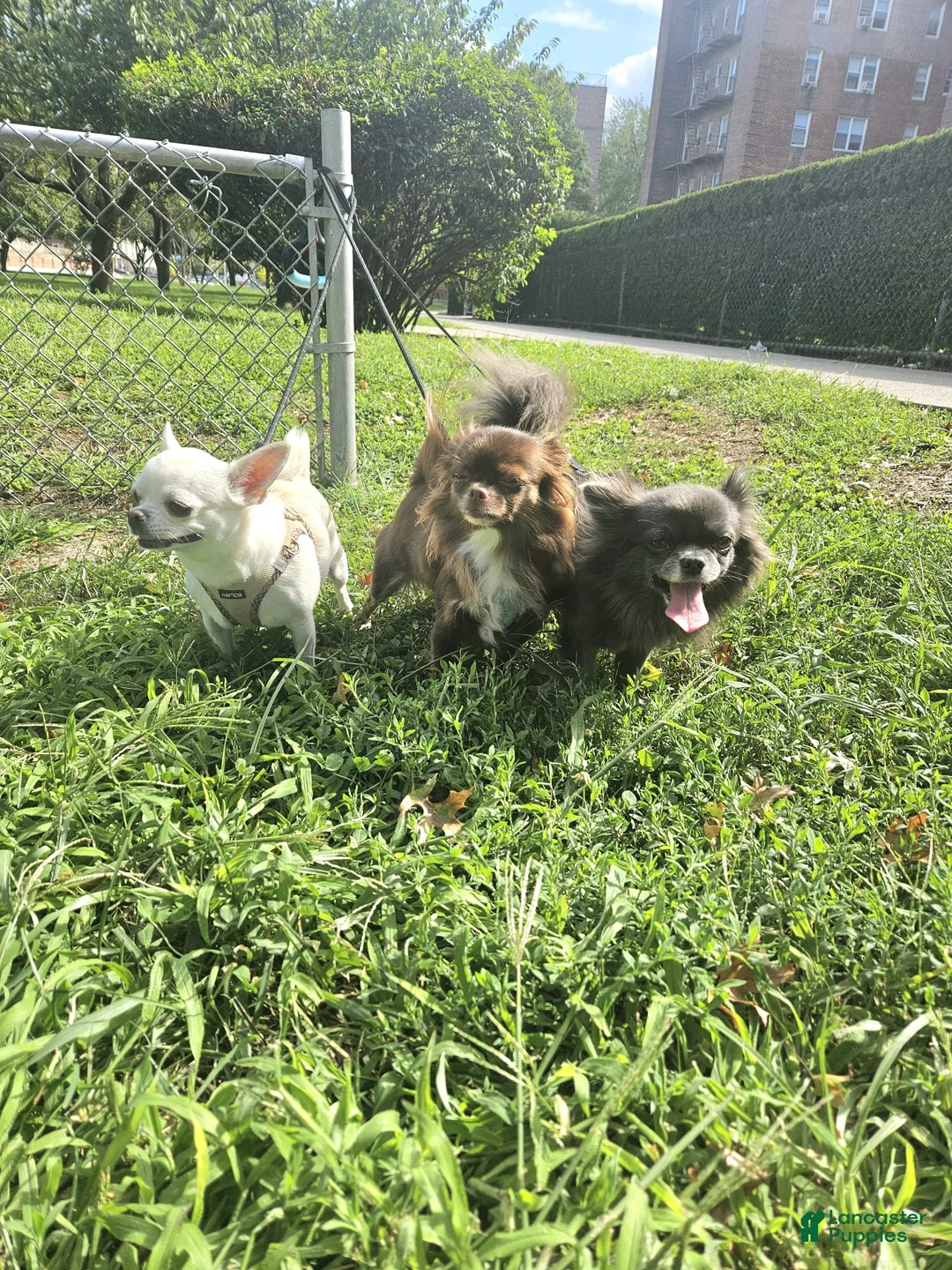 Chihuahua dogs for sale: AKC Lilac Boy #1 - Ad 6