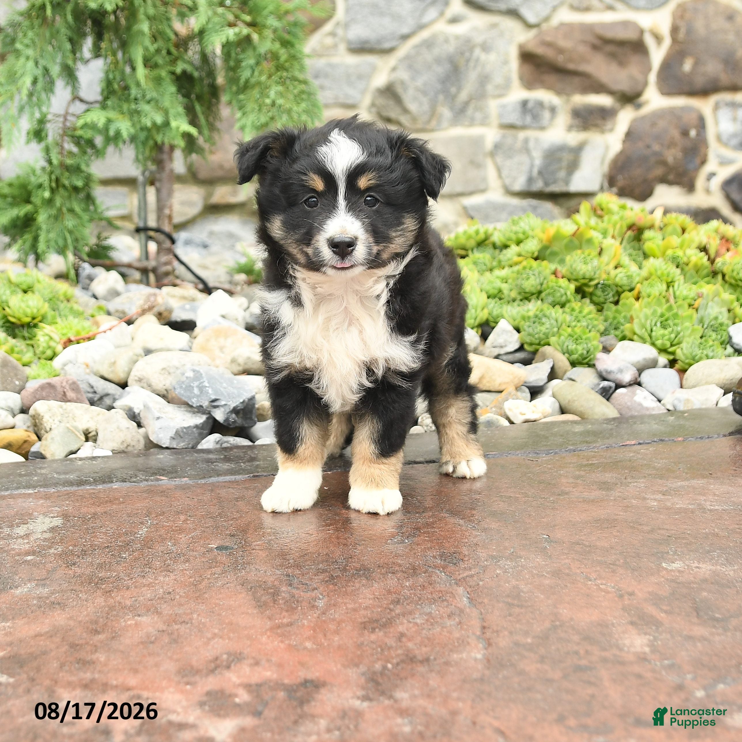 Mini Aussiedoodle dogs Joy - Ad 1