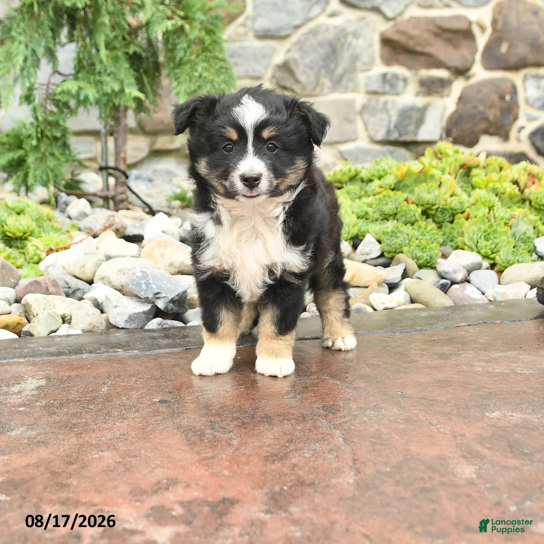 Mini Aussiedoodle dogs for sale: Joy - Ad 1
