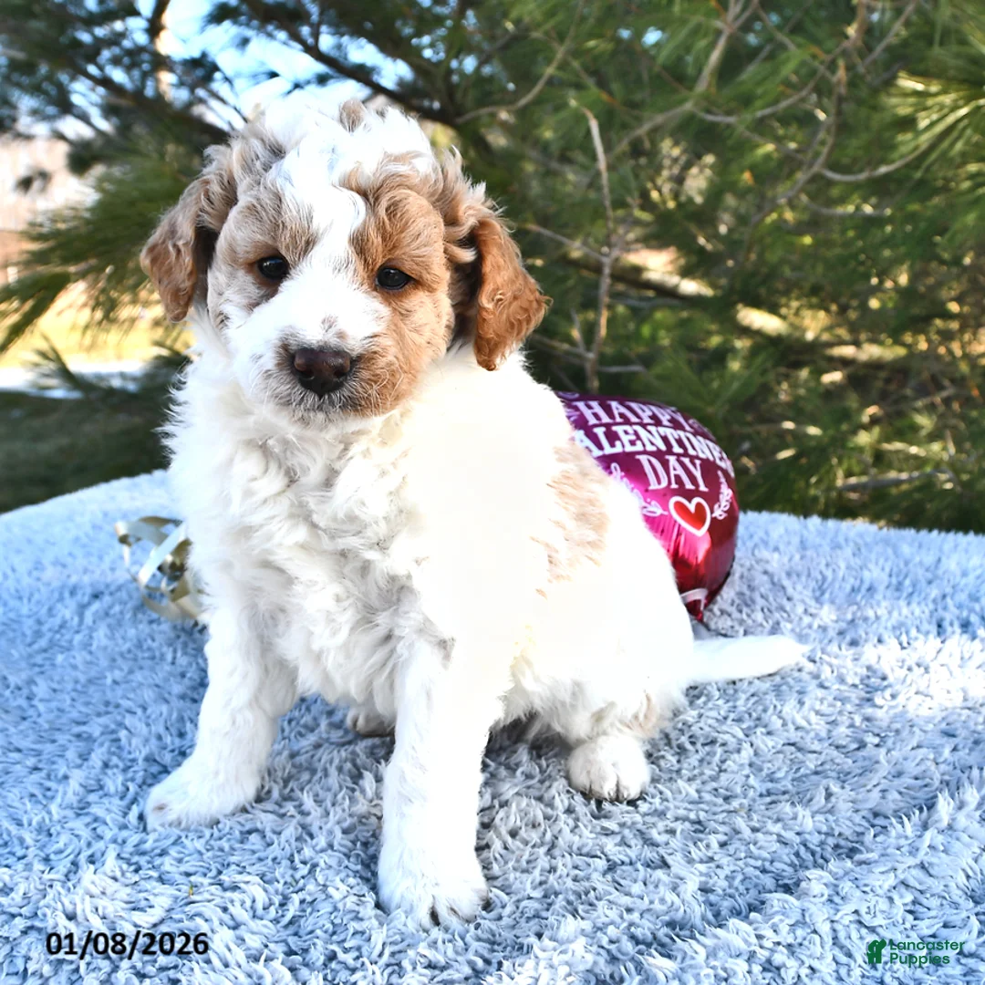 Mini Goldendoodle dogs for sale: Parker - Ad 8