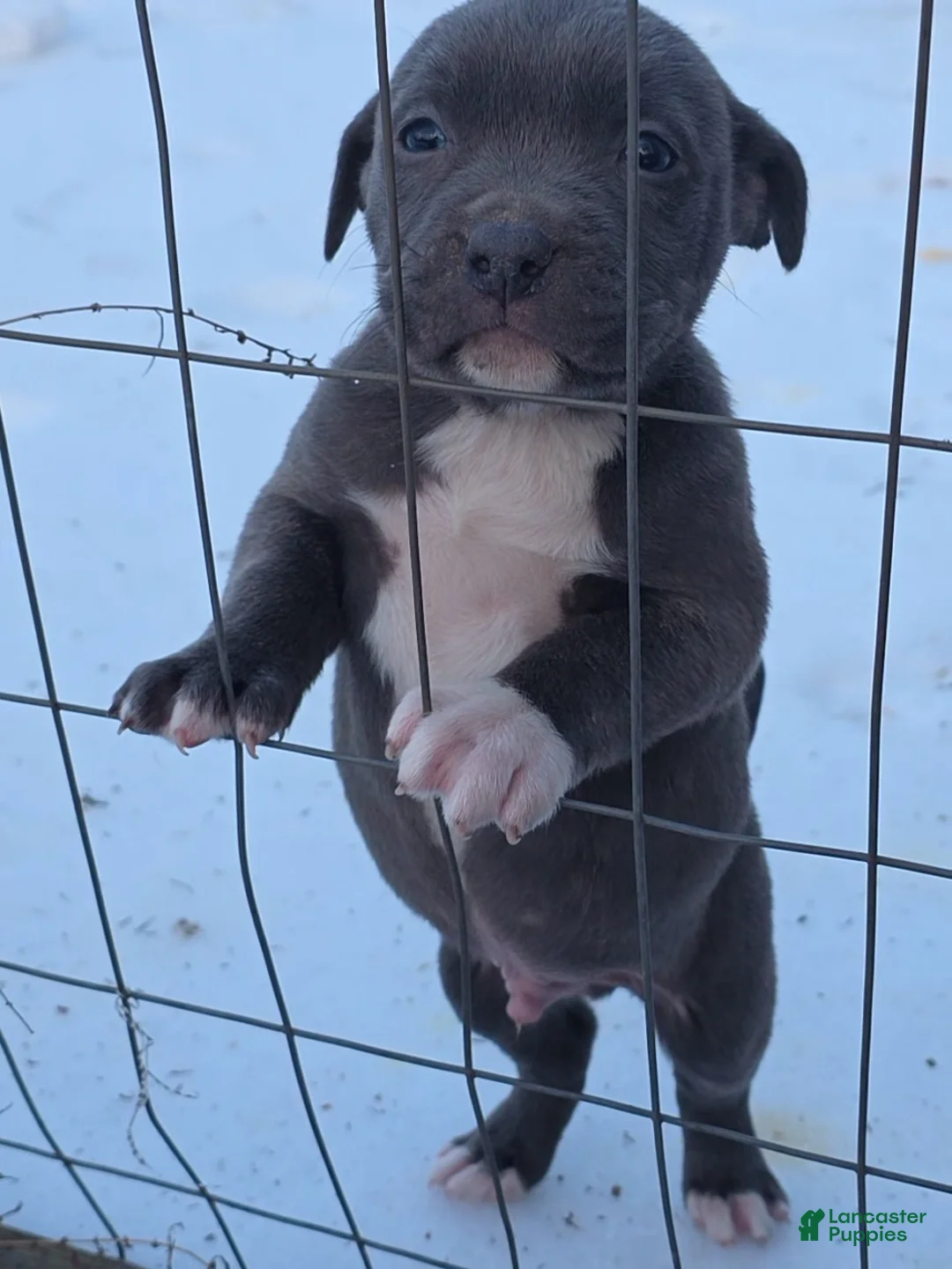 American Staffordshire Terrier dogs for sale: American Staffordshire Terrier Puppy 1 - Ad 7