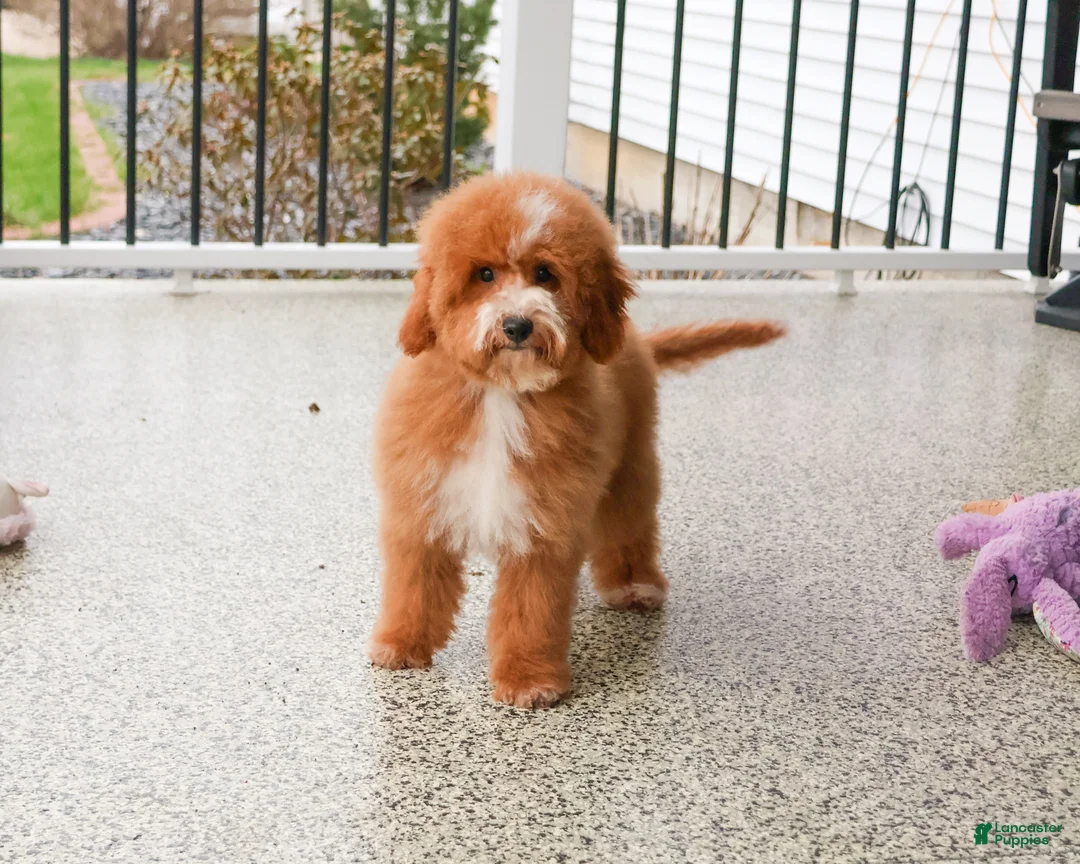 Mini Goldendoodle dogs for sale: Spaghetti - Ad 2