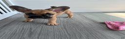 French Bulldog dogs for sale: COCOA - Ad 8