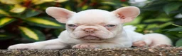 French Bulldog dogs for sale: Reba 💗 - Ad 3