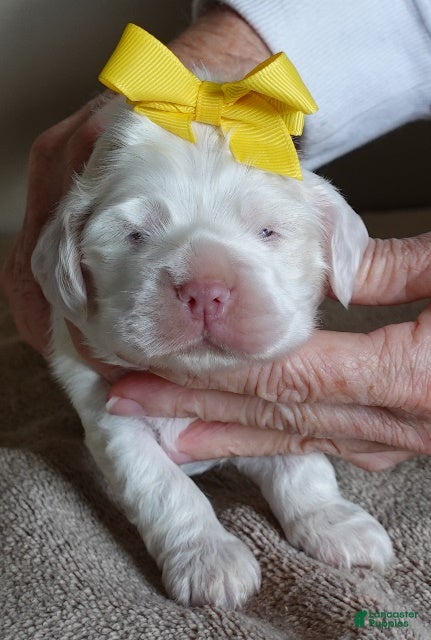 Cocker Spaniel dogs Bobo  - Ad 6