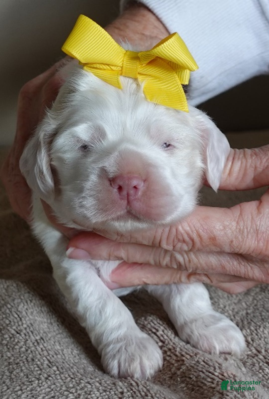 Cocker Spaniel dogs for sale: Bobo  - Ad 1